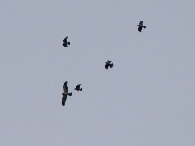Identificazione rapace